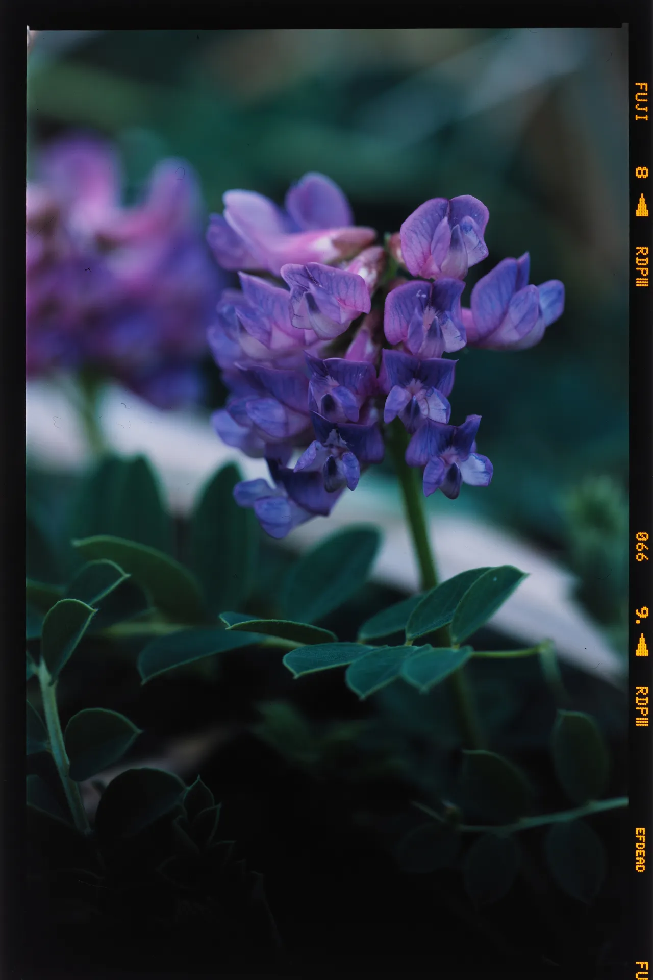 Vicia japonica - 広葉草藤